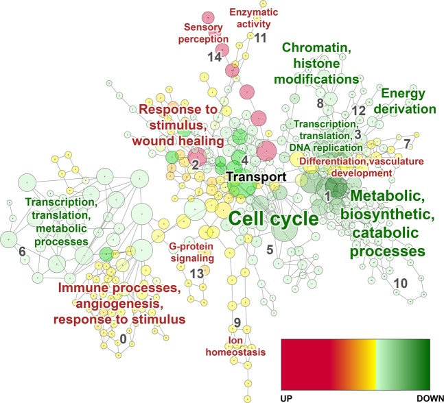 Gene ontology analysis map of biological processes comparing EVTs cultured as 3D spheroids and 2D monolayers. Visualization of results of biological process analyses. Every node (circle) represents a module of overrepresented genes in a particular process, with the size of the node representing number of genes. Nodes with red to yellow colour gradients indicate strong to weak up-regulation, respectively. Nodes with dark to light green colour gradients indicate strong to weak down-regulation, respectively. Every edge (line) represents overlap of genes between two pathways or processes. Red font colour indicates an up-regulated category in 3D spheroids compared to 2D monolayers, green font indicates down-regulated, and black font indicates a category with an even number of terms regulated in each direction. Font size of annotation reflects number of modules within that category. Significance determined by FDR p-value < 0.05 and absolute fold change ≥2.