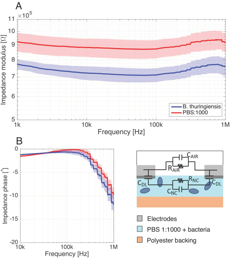 (A) Impedance measurements performed on nitrocellulose (NC) membrane as seen by the IDE, with and without bacterial cells in PBS:1000 buffers. The impedance modulus presents a constant impedance shift representing a decrease in the solution resistance. (B) Since a direct conduction path exists between their electrodes, the impedance seen by the IDE has a character that is rather resistive as expressed by the highly resistive phase over a large spectrum. Number of samples: 12 from two independent experiments. Shaded area surrounding the measurements curves: standard deviation (σ).