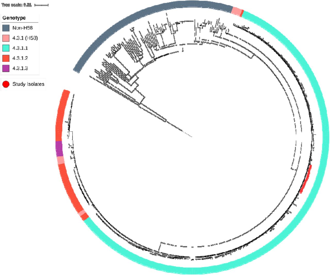 Phylogenetic relationship of 21 Carbapenem-resistant S. Typhi isolates from, India against 418 global S. Typhi strains. The maximum likelihood phylogenetic tree was constructed based on single nucleotide polymorphisms (SNPs) and mapped against the Salmonella Typhi CT18 reference strain, with an overall SNP count of 6,780. The genotypes of S. Typhi strains are represented as gradient-colored strips, while the study isolates are highlighted as red dots