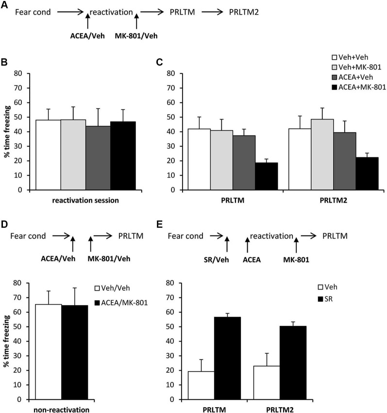 Stimulation of memory destabilization by systemic ACEA injection. (A) Schematic representation of the experimental procedure for panels B and C. (B) Prior to injection, there were no pre-existing differences in contextual freezing at memory reactivation. (C) Injection of ACEA 5 min prior to the reactivation session, combined with immediate post-reactivation MK-801injection impaired memory reconsolidation. In contrast, injection of ACEA or MK-801 alone had no amnestic effect. Contextual freezing was assessed 24 h (PRLTM) and 7 days (PRLTM2) after memory reactivation. (D) Injection of both ACEA and MK-801 in the absence of memory reactivation did not affect subsequent contextual freezing. (E) Pre-treatment with SR141716A prevented the amnestic effect of ACEA + MK-801 injection. Data presented as mean + s.e.m. (N = 8 per group).