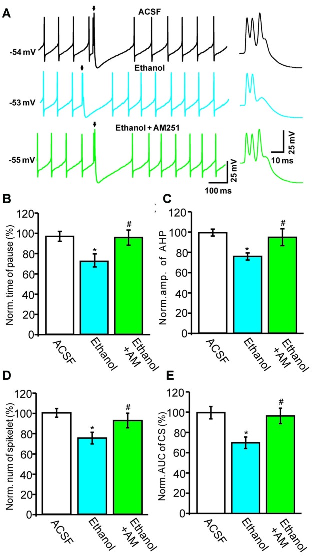 Blockade of the cannabinoid receptor 1 (CB1) abolishes ethanol-induced inhibition of spontaneous CS activity. (A) Representative traces showing the spontaneous activities of a PC in treatments of ACSF, ethanol (300 mM) and ethanol + AM251 (5 μM). Arrows denote CSs. (B) Pooled data showing the pause in SSs in treatments of ACSF, ethanol and ethanol + AM251. (C) Summary of data showing the normalized amplitude of the AHP in treatments of ACSF, ethanol and ethanol + AM251. (D,E) Bar graphs showing the effect of ethanol on the normalized spikelet number (D) and AUC (E) of CSs in treatments of ACSF, ethanol and ethanol + AM251. Arrows indicate spontaneous CSs. n = 6 cells per group. *P < 0.05, vs. ACSF; #P < 0.05, vs. ethanol.