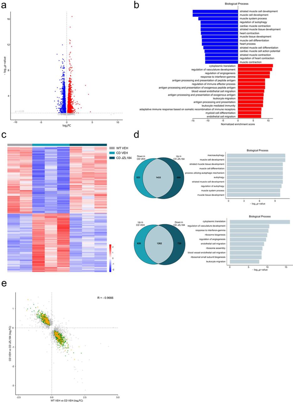 JZL184 treatment reversed alterations of the cardiac transcriptome observed in CD mice. (a) Volcano plot of differentially expressed genes (p<0.05 and |log2FC| > 0) between CD and WT mice. Red indicates relative increased expression and blue indicates relative decreased expression. (b) Gene ontology enrichment analysis for both up and down regulated genes in CD mice compared with WT. Most significant biological processes terms are represented for each group. (c) Heatmap showing the relative mRNA expression level of genes that reverted their expression in CD mice treated for 10 days with JZL184 (8 mg/kg) and CD or WT littermates treated with vehicle. (d) Venn diagrams and gene ontology enrichment analysis of genes that showed opposite differential expression in CD mice after 10 days treatment with JZL184 (8 mg/kg) compared with CD mice treated with vehicle. (e) Correlation plot of differentially expressed genes in CD mice treated for 10 days with JZL184 (8 mg/kg) and CD or WT littermates treated with vehicle. In green, genes with opposite differential expression between conditions, in orange reverted genes associated with cardiovascular function, in grey genes with no change. (WT VEH, n=2; CD VEH, n=3; CD JZL184, n=3).