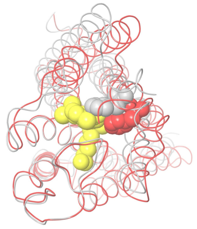 Interaction of Phe379 with the head of ligand. The residue is shown in gray for the apo-receptor model and in red in the active conformation of the receptor interacting with agonist ligand (yellow).