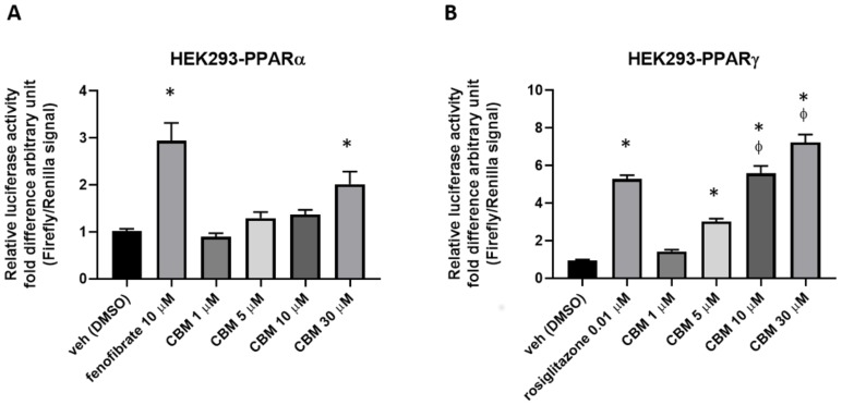 Luciferase assays performed in PPARα- (A) or PPARγ-transfected (B) HEK293 cells. Bar graphs showing the ratio between firefly and Renilla luciferase in response to crescent concentrations of cannabimovone (CBM; up to 30 μM). Fenofibrate and rosiglitazone were used as positive controls for PPARα and PPARγ, respectively. The vehicle group was set to 1; thus, the relative luciferase activities obtained for each tested compound and concentration are presented as a fold induction with respect to the vehicle control. Each point is the mean ± SEM of four separate determinations performed in duplicate. Statistically significant differences were accepted when the p-value was at least ≤0.05. The asterisk (*) denotes a p-value ≤ 0.05 vs. vehicle group; the symbol ϕ denotes p ≤ 0.05 vs. vehicle group vs. CBM 5 µM.