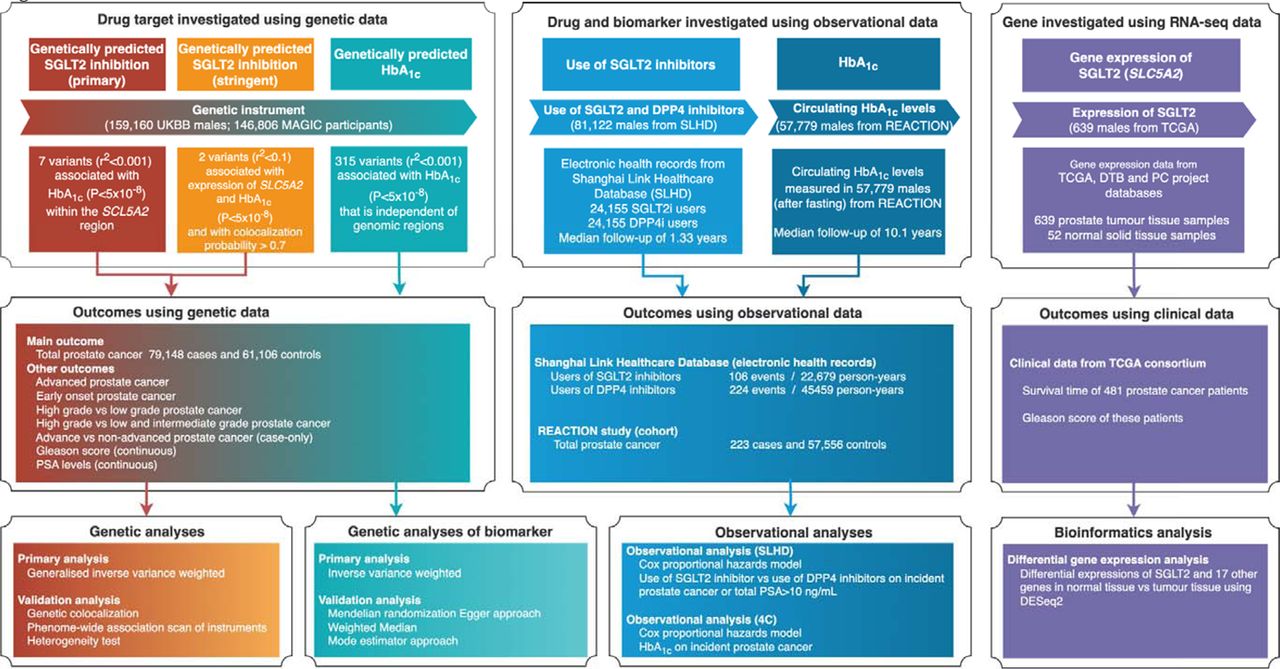 Genetic instrument selection, data sources, and analysis strategy in a triangulation study of the effect of SGLT2 inhibition on prostate cancer.For human genetic analyses, the effect of sodium–glucose cotransporter 2 (SGLT2) inhibition on risk of prostate cancer and its subtypes were estimated using Mendelian randomization. For observational analyses, the effect of use of SGLT2 inhibitors on incident prostate cancer risk were estimated in males with diabetes. Use of DPP4 inhibitors were used as an active comparator. For computation biology analyses, the differential expression of SGLT2 in prostate tumour tissue vs normal prostate tissue was estimated. Then the association of SGLT2 expression on prostate cancer progression (proxied by Gleason score) and survival time were estimated. More details of instrument selection and analysis strategies were listed in Appendix Note 1-4.