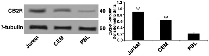 CB2R expression. Whole cell extracts of Jurkat, lymphoblastoid T cell line (CEM), and peripheral blood lymphocytes (PBL) were analyzed by Western blot to detect cannabinoid receptor 2 (CB2R) levels using antibodies specific for CB2R protein. The loading control was evaluated using anti-tubulin mAb. Densitometric CB2R/β-tubulin ratio is shown. The results are represented as the mean ± SD from three independent experiments. Statistical analysis indicated: *** p < 0.001 versus PBL cells.