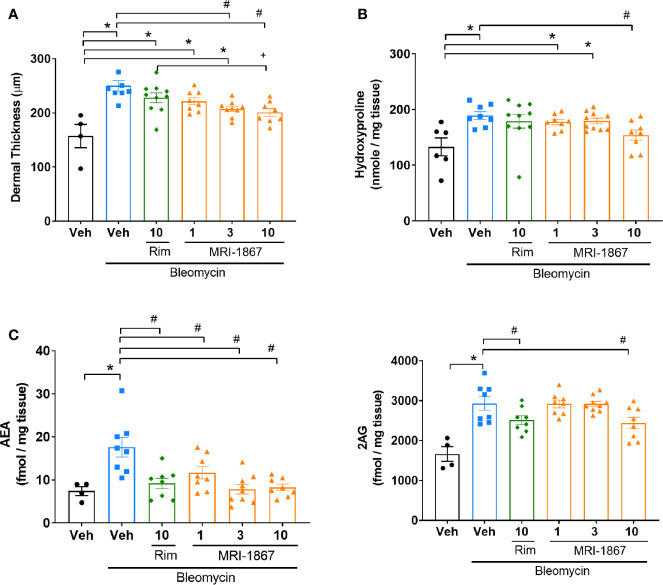 Comparison of the anti-fibrotic effects of MRI-1867 and rimonabant in Mdr1a/b(−/−) -Bcrp(-/-) mice. (A) Dermal thickness analysis, (B) Hydroxyproline levels, (C) AEA and 2AG levels from skin biopsies in control and bleomycin-injected Mdr1a/b(-/-) -Bcrp(-/-) mice. Rimonabant (10 mg/kg) or MRI-1867 (1, 3, 10 mg/kg) were orally administered daily for the last 14 days of bleomycin injections. Data represent means ± SEM from 4-10 mice per group. Data were analyzed by 1-way ANOVA followed by Dunnett’s multiple comparisons test. Significant difference from corresponding values in control (saline and vehicle treated group) (*P < 0.05), or from values in bleomycin and vehicle-treated group (#P < 0.05), or from values in bleomycin and rimonabant-treated group (+P < 0.05).