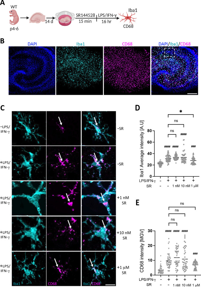 SR144528 does not affect microglial CD68 and Iba1 intensities in LPS/IFN-γ-stimulated OHSCs. (A) Experimental setup. OHSCs were pre-treated with SR144528 at the indicated concentrations for 15 min, followed by LPS/IFN-γ stimulation for 16 h. After stimulation, OHSCs were stained for microglial markers and imaged using confocal microscopy. (B) Representative images of stimulated OHSCs showing DAPI (blue), Iba1 (cyan), and CD68 (magenta), scale bar = 100 µm, 10× magnification. The white dotted box indicates the region from which representative microglia shown in panel C were obtained. (C) Representative images from CA1 pyramidal microglia showing Iba1 and CD68 staining at 40× magnification, scale bar = 30 µm. Quantification of (D) Iba1 and (E) CD68 intensities. N ≥ 40 microglial cells/stimulation (representative data from two independent OHSCs preparations). Data are presented as mean ± SD. One-way ANOVA followed by Tukey's multiple comparisons was used for normally distributed data, while Kruskal–Wallis test followed by Dunn's multiple comparisons tests was used for data that were not normally distributed. #### p < 0.0001, ### p < 0.001 indicate significance to the untreated control group. Significant difference between LPS/IFN-γ vs. LPS/IFN-γ pre-treated with SR144528 is indicated with * p < 0.05.