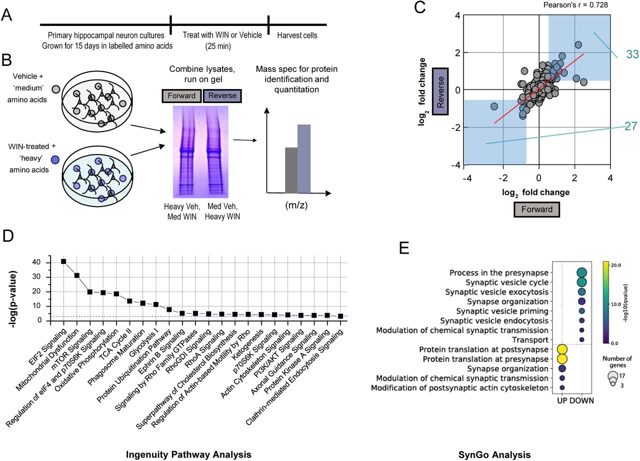 A. Experimental timeline for SILAC. Neurons were grown for 15 days in isotope-labelled amino acids, before being treated for 25 min with WIN and harvested.B. Schematic of workflow to identify proteins. Cultures were lysed and combined to give ‘forward’ and ‘reverse’ replicates. Mass spectrometry was performed for identification and quantification of proteins altered by WIN treatment.C. Scatterplot of all proteins identified in forward and reverse experiments (n = 391) by log2 fold change. Forward and reverse experiments are significantly correlated indicating good reproducibility (Pearson’s correlation coefficient = 0.72799, p < 0.05). Proteins that fall into light blue boxes were considered significantly regulated by WIN treatment (log2 fold change ≥ ±0.5). 33 total proteins were upregulated and 27 downregulated.D. Top 22 selected pathways identified by Ingenuity Pathway Analysis (IPA) ranked by −log10(p-value). Blue dashed line indicates p-value = 0.001, all pathways have p < 0.001.E. SynGO term analysis identified significant upregulation of local synaptic translation pathways and downregulation of GO terms involved in presynaptic function, as indicated by log q-value. Size of circle represents number of genes identified per SynGO term.