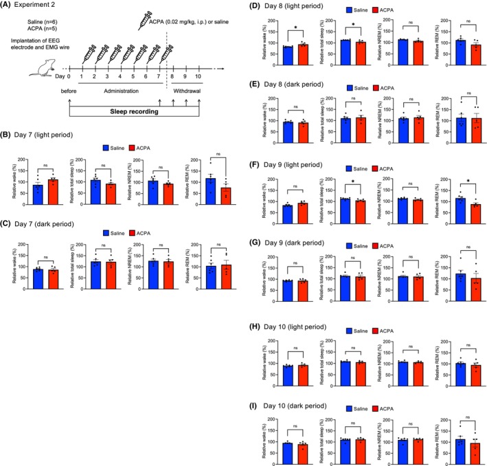 Changes in wakefulness and sleep during ACPA administration. (A) Scheme of experiment 2. Male adult C57BL/6J mice (7–8 weeks old) were acclimated to the home cage for 1 week. Mice were randomly assigned to the following groups: Saline group (n = 6), administered with saline (ip) for 1 week at 08:00 (Days 1–7) and the ACPA group (n = 5), administered with ACPA (0.02 mg/kg, ip) for 1 week at 08:00 (Days 1–7). We conducted sleep recordings to assess sleep disturbances after ACPA cessation. Sleep and wakefulness were measured before administration (Day 0), on the last day of administration (Day 7), and for 3 days after administration (Days 8–10). Data are expressed as % of sleep or wakefulness amount before ACPA or saline administration (Day 0) for each mouse. (B–I) Sleep and wakefulness assessment on Days 7–10. (B, D, F, H) Sleep measurements during the light period (07:00–19:00): relative wakefulness (%), relative total sleep time (%) including NREM and REM sleep, relative NREM sleep (%), and relative REM sleep (%). (C, E, G, I) Sleep measurements during the dark period (19:00–07:00): relative wakefulness (%), relative total sleep time (%) including NREM and REM sleep, relative NREM sleep (%), and relative REM sleep (%). Data are expressed as mean ± SEM. *p < 0.05, **p < 0.01 vs. Saline mice. (Saline: n = 6, ACPA: n = 5). Student's t‐test.