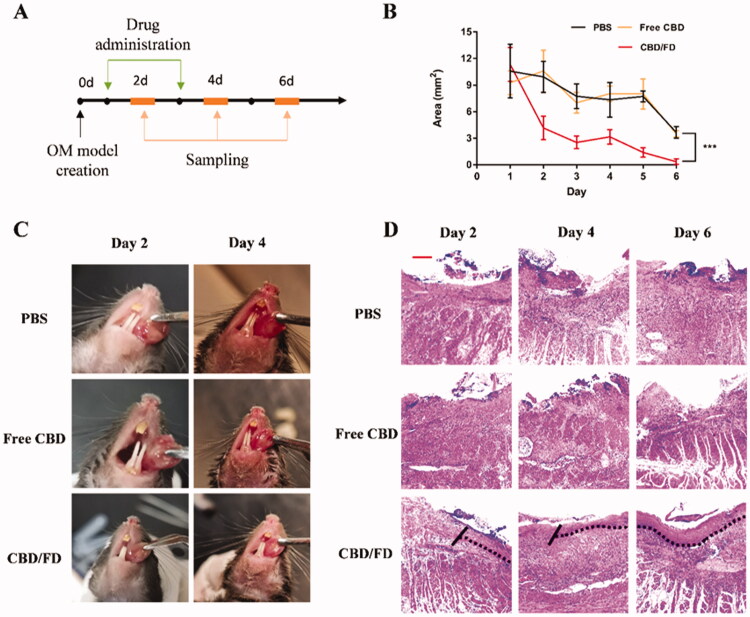 The therapeutic effect of CBD/FD nanomicelles on tongue ulcers after in situ dripping. (A) Drug administration and sampling. (B) Change in the ulcer area over time (n = 5). Data are shown as mean ± SD. (C) Tongue ulcer images at 2 and 4 days post-administration. (D) Hematoxylin and eosin images of tongue ulcers. Solid lines indicate the ulcer boundary, and dotted lines indicate the epithelial-stromal boundary. Scale bar, 100 μm.