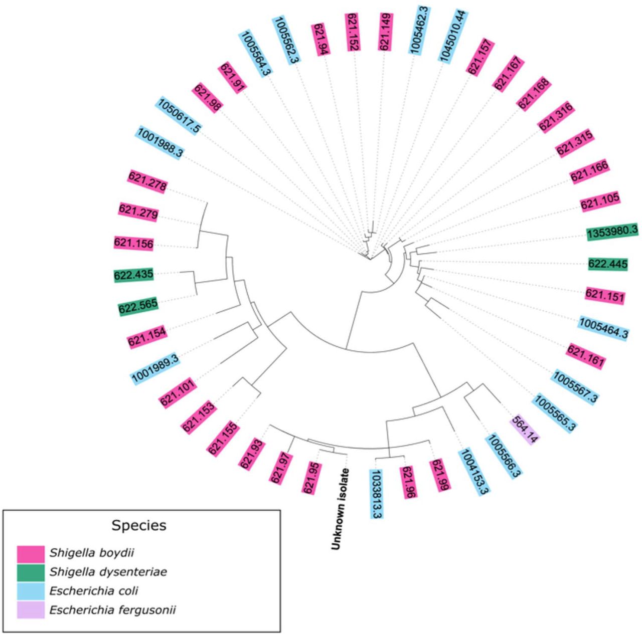 Phylogeny of the isolate using IQ-TREE. The tree is a reduced representation of 1,595 isolates; and clades have been removed to be able to visualise the isolate (labelled as ‘‘unknown isolate’’) and surrounding genomes.