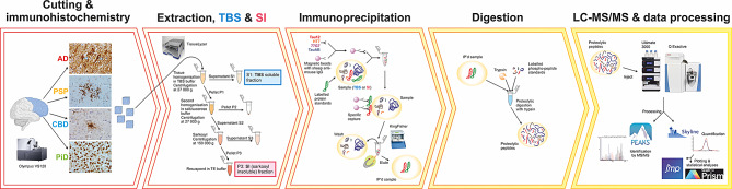 Overview of the sample preparation and analysis workflow