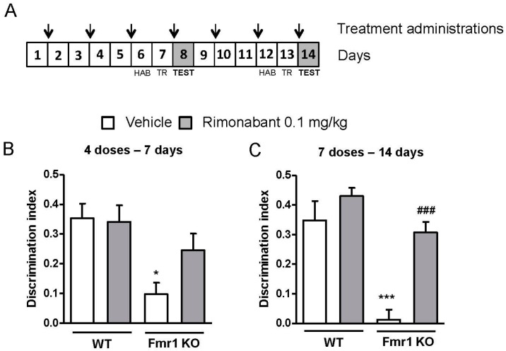 Discontinuous treatment with a low dose of rimonabant normalizes the cognitive impairment observed in the Fmr1 KO mice. (A) Mice were treated with a low dose (0.1 mg/kg) of rimonabant or its vehicle every two days during 14 days. Mice were exposed to the novel object recognition test after (B) 4 administrations (7 days) (WT-Veh, n = 4; WT-Rim, n = 6; Fmr1KO-Veh, n = 3; Fmr1KO-Rim, n = 5) and (C) after 7 administrations (14 days) (WT-Veh, n = 4; WT-Rim, n = 6; Fmr1KO-Veh, n = 3; Fmr1KO-Rim, n = 5) of vehicle or rimonabant. On day 7 and 14, drugs were administered after the training phase and discrimination indexes were obtained 24 h after training. Abbreviations: Veh, vehicle; Rim, rimonabant; HAB, habituation; TR, training. Data are expressed as mean ± SEM. * p < 0.05 and *** p < 0.001 (Fmr1 KO vs. WT mice); ### p < 0.001 (rimonabant vs. vehicle treatment).