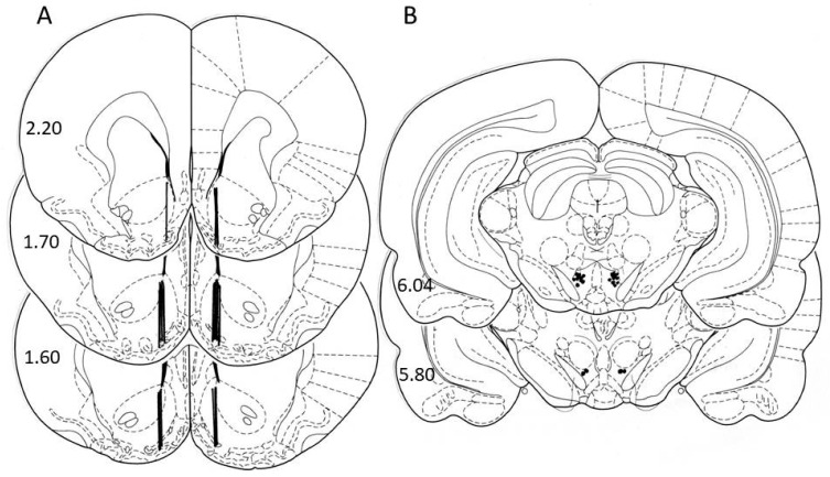 Schematic locations of dialysis probes in the nucleus accumbens shell (A); sites of infusions into the ventral tegmental area (B). Schematic locations of probe tips in animals which were involved in statistical analyses of accumbens neurotransmitter concentrations (the bold lines indicate the dialyzing positions in Figure 4A and locations of WIN55,212-2/vehiculum solution administrations into the VTA (dark dots in the lower part of slices in Figure 4B) as described in the atlas of Paxinos and Watson [77]. The distance from bregma (in mm) is indicated on the left of each sectional view.