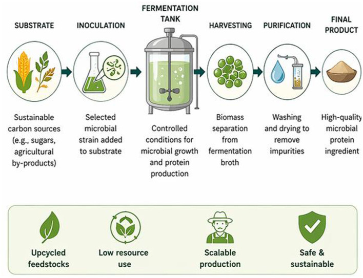 Infographic illustrating the process of microbial protein production: sustainable carbon substrates are inoculated with microbes, fermented in controlled tanks, harvested for biomass, purified by washing and drying, resulting in a high-quality protein product. Icons below highlight benefits including upcycled feedstocks, low resource use, scalable production, and safety with sustainability.