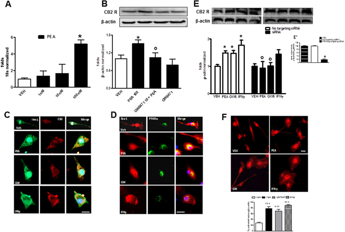 PEA induces CB2R expression via PPAR-α activation. (A) Real-time PCR analyses of CB2m-RNA in cultured microglia following incubation with PEA (1, 10 and 100 nM for 24 hours), using 18S as a loading control. Data are shown as mean ± SD (n = 6–8). *P < 0.05 compared to vehicle-treated cells. One way ANOVA, post-hoc Tukey’s. (B) Representative western blot image and related quantification showing the expression of CB2R in microglial cell lysates following incubation with vehicle, PEA (100 nM), GW6471 (10 µM) + PEA, or GW6471 alone, using β-actin as a loading control. Data are shown as mean ± SD (n = 6–8). *P < 0.05 compared to vehicle-treated cells, °P < 0.05 compared to PEA-treated cells. One way ANOVA, post-hoc Tukey’s. (C) CB2R expression (red) in Iba-1 labeled microglia (green) following incubation with vehicle, PEA (100 nM), GW7647 (1 µM), IFNγ (300 U/ml). Scale bar = 25 μm. (D) PPAR-α expression (green) in microglia cells (red) following incubation with vehicle, PEA (100 nM), GW7647 (1 µM), IFNγ (300 U/ml). Scale bar = 25 μm. (E) Representative western blot image and related quantification showing the expression of CB2R in microglial cell lysates incubated for 24 hours with vehicle, PEA (100 nM), GW7647 (1 µM), IFNγ (300 U/ml), in presence of siRNA or non-targeting siRNA. Data are shown as mean ± SD (n = 6). *P < 0.05 compared to vehicle, °P < 0.05 compared to relative control within non-targeting siRNA group. One way ANOVA, post-hoc Tukey’s. (E’) Real-time PCR analyses of PPAR-α/HPRT ratio in PPAR-α silencing (siRNA) or non-targeting siRNA conditions, compared with vehicle. Data are shown as means ± SD (n = 6). *P < 0.05, One way ANOVA, post-hoc Tukey’s. (F) Representative staining and related quantification of microglia cells in Iba-1 labeled microglia incubated for 24 hours with PEA (100 nM), GW7647 (1 µM) or IFNγ (300 U/ml), compared with vehicle-treated cells. Morphological evaluations measured as a percentage of activated cells over the total cell number. Data are shown as mean ± SEM (n = 6). ***Indicates statistically significant values (P < 0.0001) vs. vehicle-treated cells. One way ANOVA, post-hoc Tukey’s. Full-length gels are showed in Supplementary Figs S6 and S7.