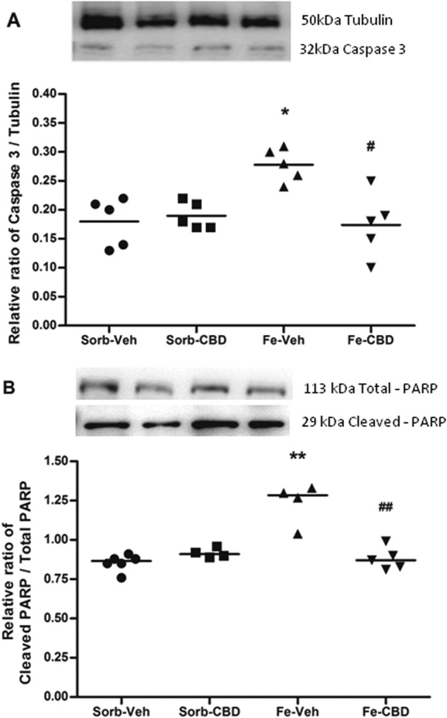 Iron treatment increases and CBD restores Caspase 3 and cleaved-PARP levels.a Western Blotting of Caspase 3 (N = 5 rats per group) and (b) ratio of cleaved PARP to total PARP (Sorb-Veh N = 6, Sorb-CBD N = 4, Fe-Veh N = 4, Fe-CBD N = 5 rats per group) in the hippocampus of rats treated neonatally with sorbitol or iron and treated with vehicle or CBD chronically in the adulthood (3 months of age). Fifty µg of protein were separated on SDS-PAGE and probed with specific antibodies, normalized to Tubulin. Representative western blots for Caspase 3, cleaved PARP, total PARP and Tubulin are shown in the upper panel. Individual data points are plotted and mean values are presented. Statistical analysis was performed using two-way ANOVA and subsequently one-way ANOVA followed by Tukey HSD post hoc test. *p < 0.01 differences between sorbitol-vehicle (Sorb-Veh) vs. iron-vehicle (Fe-Veh); **p < 0.0001 differences between Sorb-Veh vs. Fe-Veh. #p < 0.01 difference between Fe-Veh vs. iron-CBD (Fe-CBD); ##p < 0.0001 difference between iron-vehicle vs. iron-CBD
