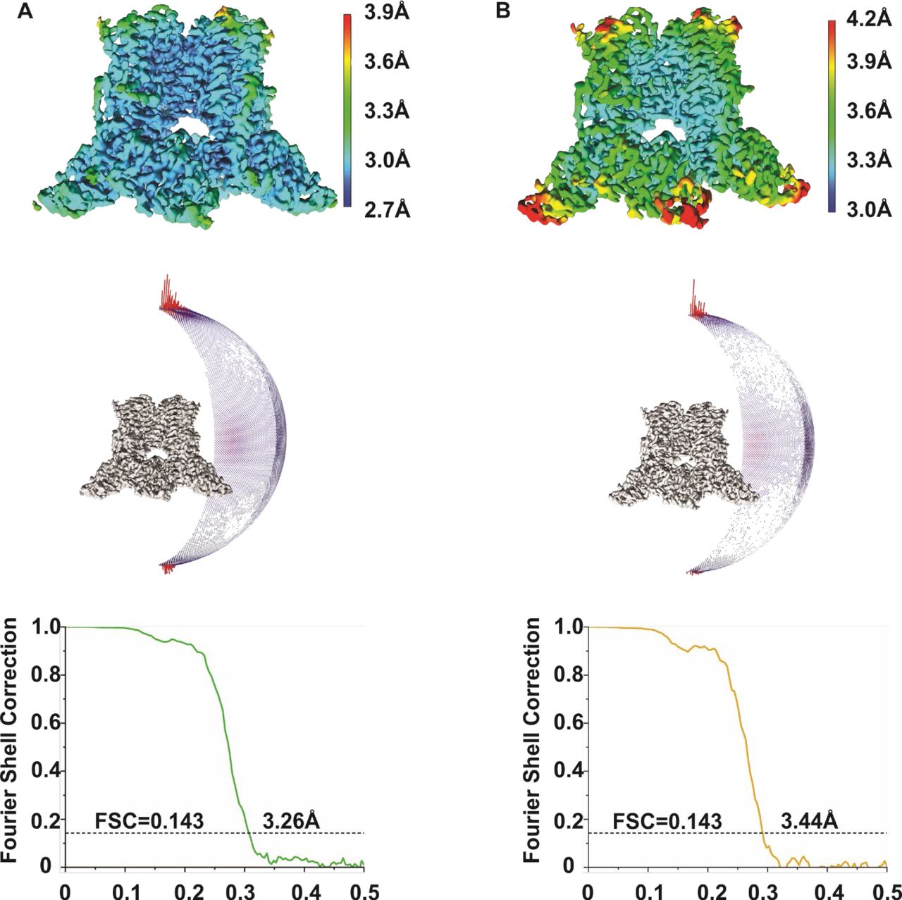 Cryo-EM imaging of rTRPV2. (A)Local resolution map for the entire TM region (top), direction distribution plots of the 3D reconstruction (middle) and Fourier Shell Correlation (FSC) curves for rTRPV2 conformation A. (B) Local resolution map for the entire TM region (top), direction distribution plots of the 3D reconstruction (middle) and Fourier Shell Correlation (FSC) curves for rTRPV2 conformation B.