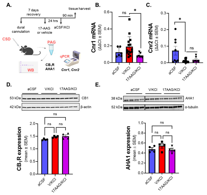 Expression of cannabinoid receptors and AHA1 in PAG after Hsp90 inhibition in the CSD model. Female Sprague Dawley rats were implanted with dural cannula. 17-AAG (0.5 nmol) or vehicle (1% DMSO in saline) were applied to the dura mater 24 h before cortical KCl injection. Then, 90 min after cortical injection of KCl or aCSF, PAG tissue was harvested and then subjected to either qPCR or Western immunoblotting. (A) Schematic of experimental process to detect changes in the expression of cannabinoid receptors and AHA1 in the CSD model. (B) No significant difference in the mRNA level of the CB1R (Cnr1 gene) was observed between the aCSF and KCl groups. However, there was a significant decrease in the Cnr1 mRNA in 17-AAG pretreated KCl group compared to the KCl alone as assessed by one-way ANOVA. Values are mean ± SEM, relative to the expression of Tuba1a gene (n = 6–16/group). * Denotes significantly different (p < 0.05) KCl + vehicle vs. 17-AAG + KCl, as assessed by one-way ANOVA. ns = non-significant. (C) The pretreatment of 17-AAG did not cause significant changes in the mRNA level of the CB2R (Cnr2 gene) as compared to the KCl group. A significant decrease in Cnr2 mRNA was observed between aCSF vs. KCl as assessed by one-way ANOVA. Values are mean ± SEM, relative to the expression of the Tuba1a gene (n = 6–12/group). * Denotes significantly different (p < 0.05) aCSF vs. KCl, as assessed by one-way ANOVA. ns = non-significant. (D) Representative images showing protein levels of CB1R and β-actin as loading control in PAG samples. There were no significant differences among groups, as assessed by one-way ANOVA. ns = non-significant. Values are mean ± SEM, relative to the expression of β-actin (n = 4/group). (E) The expression of AHA1 was also assessed by Western blot. Images show the expression of AHA1 and α-tubulin as loading control in PAG samples. No significant differences in the expression of AHA1 were detected among groups, as assessed by one-way ANOVA. ns = non-significant. Values are mean ± SEM, relative to the expression of α-tubulin (n = 4 in each group).