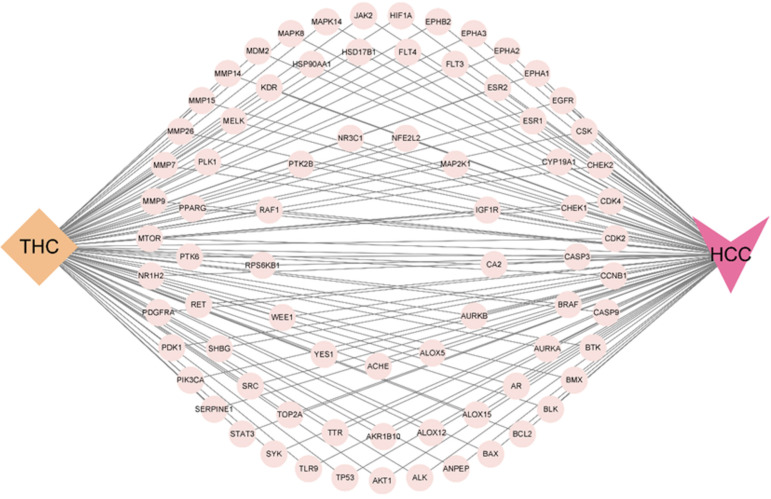 Tetrahydrocurcumin-target-hepatocellular carcinoma network relationship. THC: Tetrahydrocurcumin; HCC: Hepatocellular carcinoma.