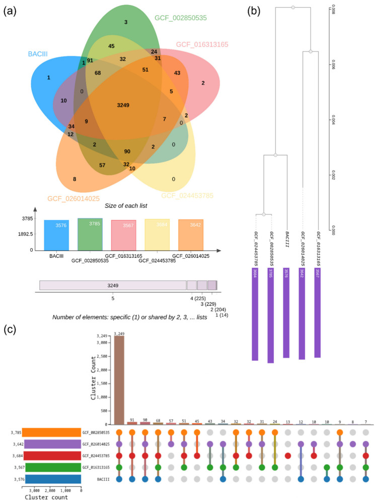 Pangenome structure and genomic conservation among Bacillus siamensis genomes and the Bacillus siamensis BACIII strain. (a) Venn diagram showing the distribution of gene clusters shared among the five genomes, highlighting the conserved core and genome-specific clusters. The bar plot below indicates the total number of gene clusters in each genome. (b) Hierarchical clustering based on shared gene content, illustrating the genomic similarity among the analyzed genomes. (c) UpSet plot summarizing the number of gene clusters unique to each genome and shared by different combinations of two, three, four, or all five genomes, with bars indicating cluster counts and dots representing genome intersections. GCF_051628075: Bacillus siamensis M54 (reference genome); GCF_016313165: Bacillus siamensis B28; GCF_002850535: Bacillus siamensis SCSIO 05746; GCF_024453785: Bacillus siamensis WYJ-E14.