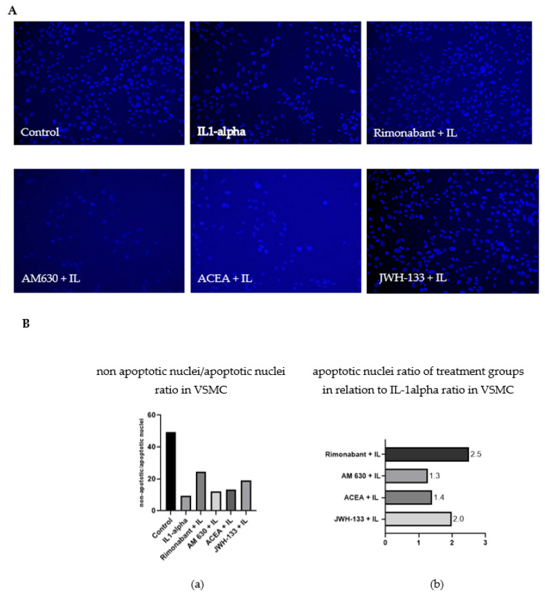 (A). Effect of rimonabant, AM630, ACEA and JWH-133 on IL-1α-induced apoptosis in VSMCs. Magnification ×10. More condensed small cell nuclei with irregular form (blebbing) as well as more disintegrating cells were detected after IL-1α stimulation (B). (a) The ratio of normal cell nuclei to apoptotic cell nuclei in VSMC. The higher the bar, the more normal VSMC could be found in the treatment group. (b) The relation of apoptotic ratio in the treatment group to the ratio of the IL-1α-stimulated group. The resulting number expresses the factor of increased normal cell nuclei in comparison to the IL-1α group.