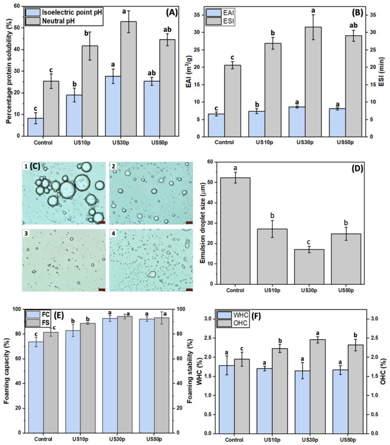 (A) Percentage protein solubility of untreated HPI and HPI extracted with the US-assisted method (under 11.2, 26.8, and 50.0 W/cm2 for 5 min) at pH 5.0 and 7.0; (B) Emulsifying ability index (EAI) and emulsifying stability index (ESI) of conventionally extracted HPI and HPI extracted with the US-assisted method (under 11.2, 26.8, and 50.0 W/cm2 for 5 min) at pH 7.0; (C) The microstructures of (1) Conventionally extracted HPI, (2) US10p-HPI, (3) US30p-HPI, and (4) US50p-HPI-stabilized emulsions, the scale bar in the OM is 20 μm; (D) The hempseed protein-stabilized emulsion droplet size; (E) The effect of high-intensity ultrasound extraction (11.2, 26.8, and 50.0 W/cm2 for 5 min) on foaming properties of HPI; (F) The impact of high-intensity ultrasound extraction (11.2, 26.8, and 50.0 W/cm2 for 5 min) on WHC and OHC of HPI. Different lowercase letters in (A,B,D–F) represent the significant differences among different US treatments (p < 0.05).