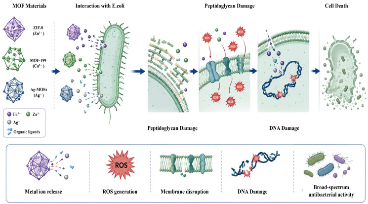 Schematic diagram of the bactericidal mechanism for MOF of different metals (ZIF-8, MOF-199, and Ag-MOFs) against E. coli. Metal ions (Zn2+, Cu2+, Ag+) are released from the MOFs, which attach to the bacterial cell membrane, penetrate it, and cause membrane damage. This leads to cell lysis, protein inactivation, and DNA fragmentation, ultimately resulting in bacterial death (recreated from reference [104]).