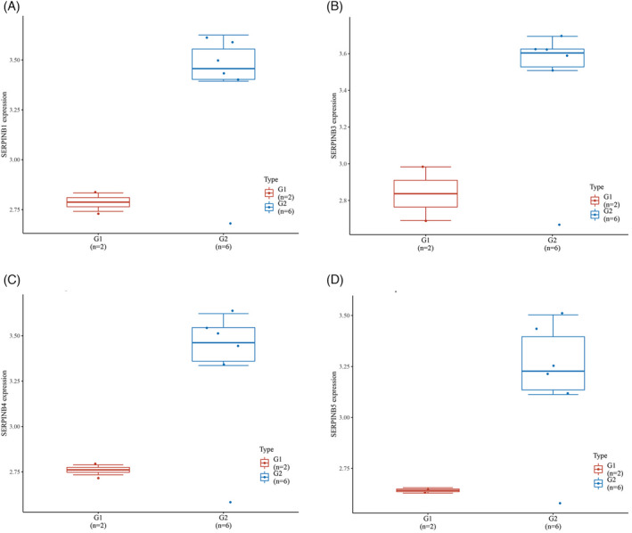 Comparison of the expression of four SERPINBs by GEO‐based database. (A) SERPINB1, (B) SERPINB3, (C) SERPINB4, (D) SERPINB5 expressions were measured in two groups by box plots. G1: healthy peri‐implant tissue; G2 peri‐implantitis affected peri‐implant tissue