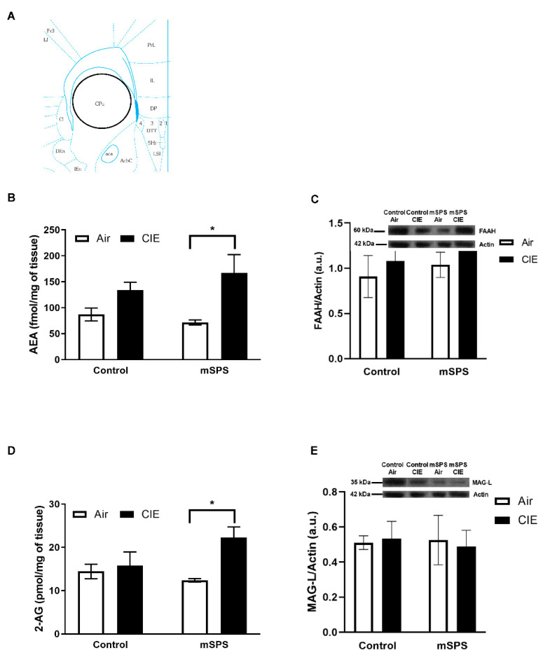 Anandamide (AEA) and 2-arachidonoylglycerol (2-AG) contents, fatty acid amide hydrolase (FAAH) and monoacylglycerol lipase (MAG-L) levels in the anterior striatum (STR) after mSPS/Control or Air/CIE exposures. (A) Schematic of coronal slice where anterior STR tissue punches were taken bilaterally (adapted from [58]). Average (B) AEA content (Control-Air: n = 6; Control CIE: n = 7; mSPS-Air: n = 6; mSPS-CIE: n = 8) in the anterior STR was significantly increased in mSPS-CIE mice compared to mSPS-Air mice (* p < 0.05). However, average (C) FAAH level (Control-Air: n = 7; Control CIE: n = 4; mSPS-Air: n = 5; mSPS-CIE: n = 8) did not change among groups (Inset: representative immunoblotting sample images). Average (D) 2-AG content (Control-Air: n = 6; Control CIE: n = 6; mSPS-Air: n = 5; mSPS-CIE: n = 8) in the anterior STR was significantly increased in mSPS-CIE mice compared to mSPS-Air mice (* p < 0.05), but the average (E) MAG-L levels (Control-Air: n = 7; Control CIE: n = 4; mSPS-Air: n = 5; mSPS-CIE: n = 8) did not change among groups (Inset: representative immunoblotting sample images). Data are mean ± SEM.
