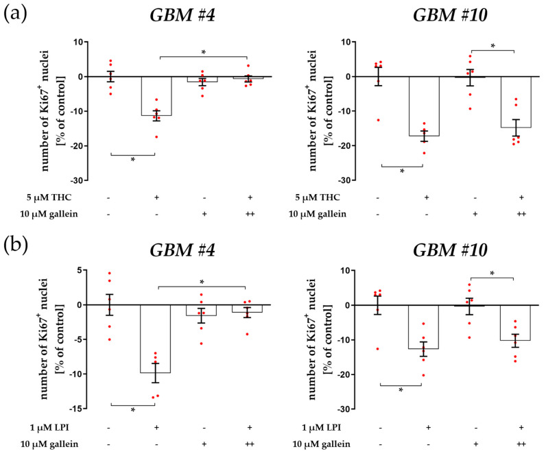 Impact of Gβγ inhibitor gallein on THC- and LPI-induced reduction of the number of Ki67+ nuclei. GBM #4 and GBM #10 were left untreated or exposed to THC (a) or LPI (b) for 24 h, resulting in a decreased number of Ki67+ nuclei. After cells were pre-incubated with gallein, responses to THC (a) and LPI (b) were significantly abolished in GBM #4. In contrast, in GBM #10, gallein caused no impact on THC- (a) and LPI-mediated signaling (b), reducing the number of Ki67+ nuclei. No alterations were observed when cells were stimulated with gallein alone (a,b). Data are means ± SEMs of N = 3 independent experiments performed in duplicate. Each red dot represents an individual data point. −/+ indicates without/with the corresponding substance. ++ denotes that cells were pre-incubated with gallein before THC or LPI was added. Significance was set at p < 0.05. The asterisk denotes significant results regarding the respective measurement indicated by the bar.