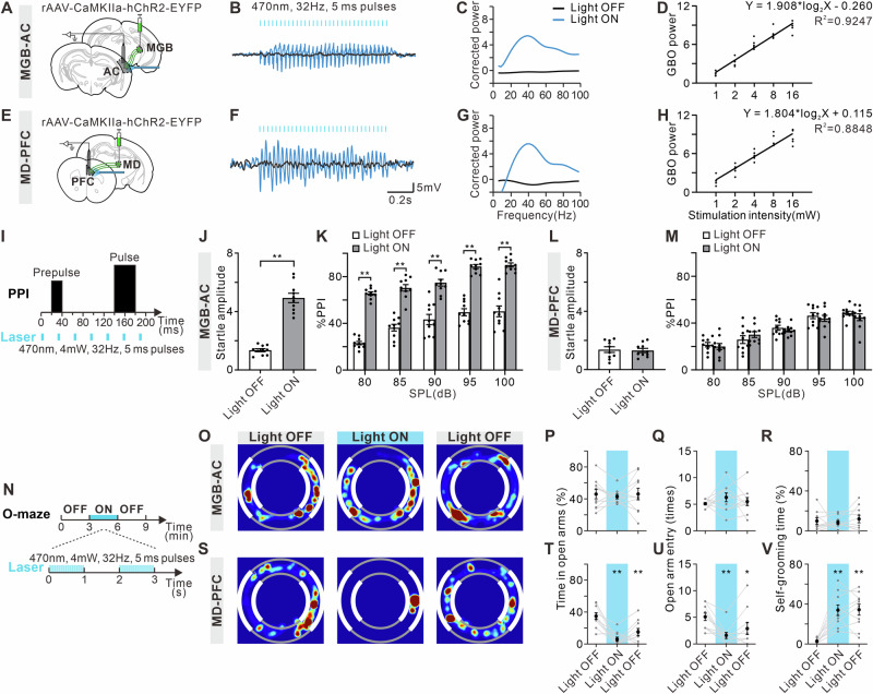 Optogenetic activation of MGB-AC or MD-PFC induces changes in cortical GBO and alterations in auditory function or emotional state.Schematic diagram of LFP recording and optogenetic activation of MGB-AC (A) and MD-PFC (E). Examples of LFP in AC (B) and PFC (F) with (blue) or without optogenetic activation (black). Power spectrum of LFP in AC (C) and PFC (G) showing an increase of GBO power (30-80 Hz) induced by optogenetic activation. D Relationship between GBO power of AC and optogenetic stimulation intensity of MGB-AC. Solid line shows the estimated regression curve. H Relationship between GBO power of PFC and optogenetic stimulation intensity of MD-PFC. I Schematic diagram of ASR/PPI test and optogenetic activation. Startle amplitude to acoustic stimuli at 120 dB with or without the activation of MGB-AC (J) and MD-PFC (L). K, M %PPI with different volumes of prepulse from 80 to 100 dB. Error bars: SEM. **p < 0.01, unpaired t-test or two-way ANOVA with Sidak multiple comparisons test, n = 10 mice per group. N Schematic diagram of O-maze test and optogenetic activation, consisting of three 3-min epochs with alternating light manipulation (OFF-ON-OFF). Representative occupancy heatmap showing spatial location in the O-maze during optogenetic activation of MGB-AC (O) and MD-PFC (S). Time spent in open arms in the O-maze test during optogenetic activation of MGB-AC (P) and MD-PFC (T). Q, U Number of entries into open arms in the O-maze test. R, V Self-grooming time in the O-maze test. *p < 0.05, **p < 0.01 comparing to the first Light OFF group, one-way ANOVA with Geisser-Greenhouse correction and Dunnett multiple comparisons test, n = 10 mice per group.