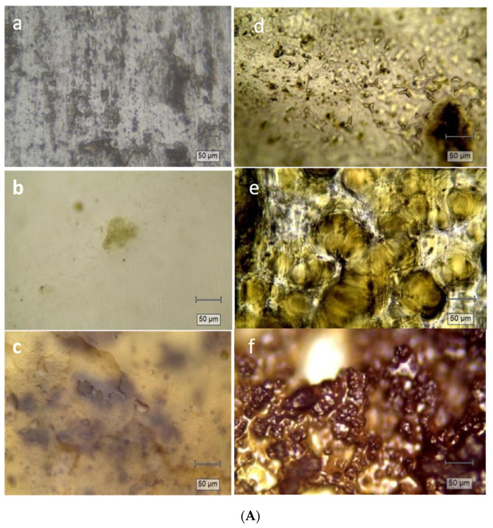 (A) Surface morphology analysis with Raman confocal microscope images PVA (a); PVA-VE (b); PVA-ME (c); PVA-LE (d); PVA-CE (e); PVA-SE (f) and (B) Profiler roughness measurements.