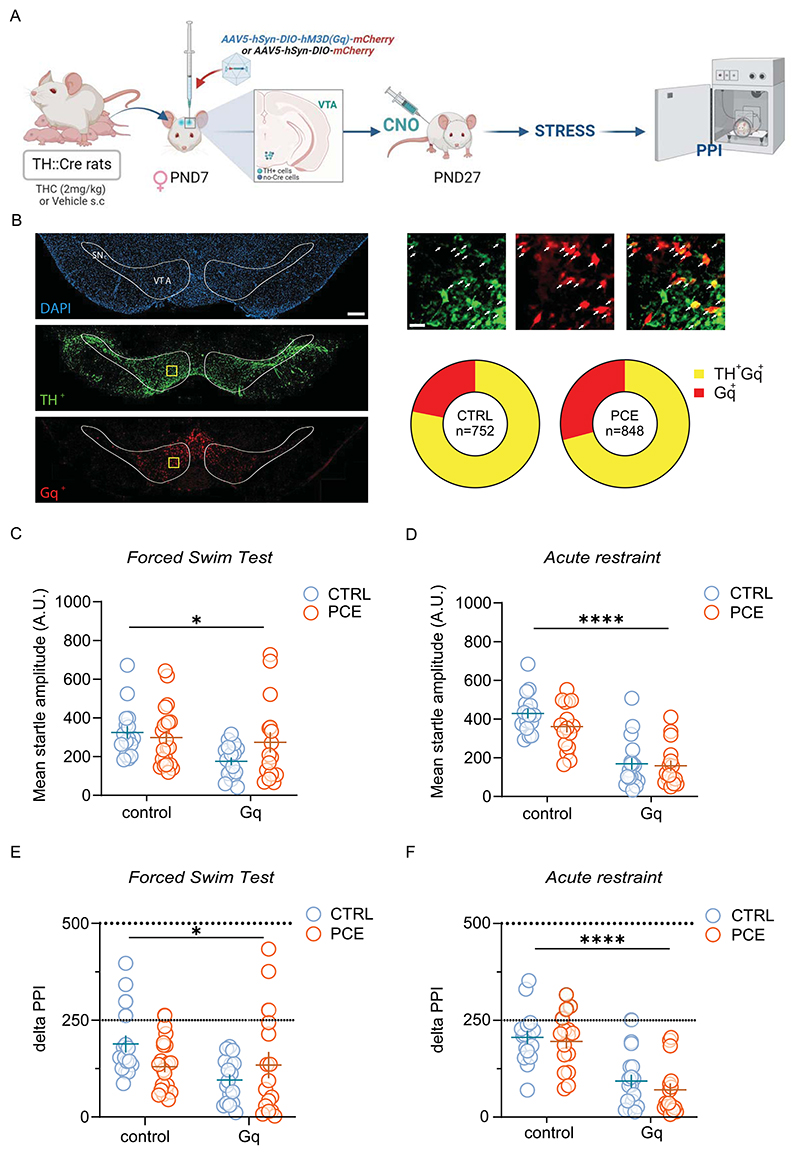 Chemogenetic activation of VTA DA neurons induces maladaptive responses to acute stress in female rats.A) Schematic timeline of PCE treatment and behavioral experiments. TH::Cre positive female offspring rats were bilaterally injected with AAV5-hSyn-DIO-hM3D(Gq)-mCherry or control virus (AAV5-hSyn-DIO-mCherry) in the VTA at PND7. After 3 weeks, female offspring were injected with clozapine N-Oxide (CNO), then after an acute stress rats were exposed to pre pulse inhibition test (PPI). CNO administration occurred 30 min before the PPI. B) Representative fluorescent images of Gq-mCherry and TH positive cells in coronal brain sections containing the VTA, counterstained for DAPI (left panel). Yellow square indicates one example ROI used for cell count (left panel). Scale bar, 250 µM. High magnification of yellow ROI for labeling quantification in VTA (top right): arrows indicate cells double positive for TH (green) and Gq-mCherry (red). Pie charts showing the proportions of Gq-mCherry positive (red) and TH/Gq-mCherry positive cells (yellow) within sampled ROIs in CTRL and PCE animals (bottom right). Scale bar, 25 µM. C) Gq-DREADD activation affects the startle amplitude in control female offspring after FST. Startle amplitude values are represented as arbitrary units (AU) (*p = 0019 main effect of Gq; nrats = 16 CTRL-control; 21 PCE-control; 17 CTRL-Gq; 16 PCE-Gq). D) Effect of Gq-DREADD activation in the startle amplitude after the exposure to an acute restraint stress (RS) in female rats (****p < 0.0001 main effect of Gq; nrats = 16 CTRL-control, PCE-control and PCE-Gq; 17 CTRL-Gq). E) Gq-DREADD activation impairs sensorimotor gating functions following FST in female rats (*p = 0,04 main effect of Gq; nrats = 16 CTRL-control and PCE-Gq; 21 PCE-control; CTRL-Gq). F) Gq-DREADD activation induces PPI impairment in response to RS in female rats (****p < 0.0001 main effect of Gq; nrats = 16 CTRL-control and PCE-control; 17 CTRL-Gq; 16 PCE-Gq). Unless otherwise indicated, data are represented with scatter plots with mean and ± SEM. Figure created with BioRender.com.
