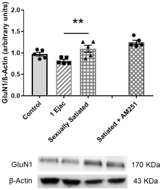 VTA NMDAR density does not change in response to sexual activity in male rats. Western blot analysis showing changes in the expression of the NMDAR constitutive GluN1 subunit in the VTA of control sexually experienced unmated rats (Control), males that ejaculated once (1 Ejac) or copulated to satiety (Sexually satiated) 24 h earlier, and of males that copulated to satiety in the presence of the CB1R antagonist AM251 (Satiated + AM251). Differences among untreated groups with different sexual conditions were determined by means of a one-way ANOVA followed by Tukey test, **P < 0.01. A comparison between the rats that copulated to satiety in the absence or presence of AM251 (Satiated + AM251) was conducted with the unpaired t-test, n.s. Values are mean ± S.E.M of the protein/β-Actin optical density (O.D.) ratios of 5 rats per group.