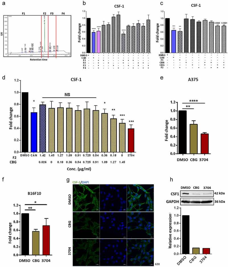 CBG reduces CSF-1 secretion by B16F10 cells.
