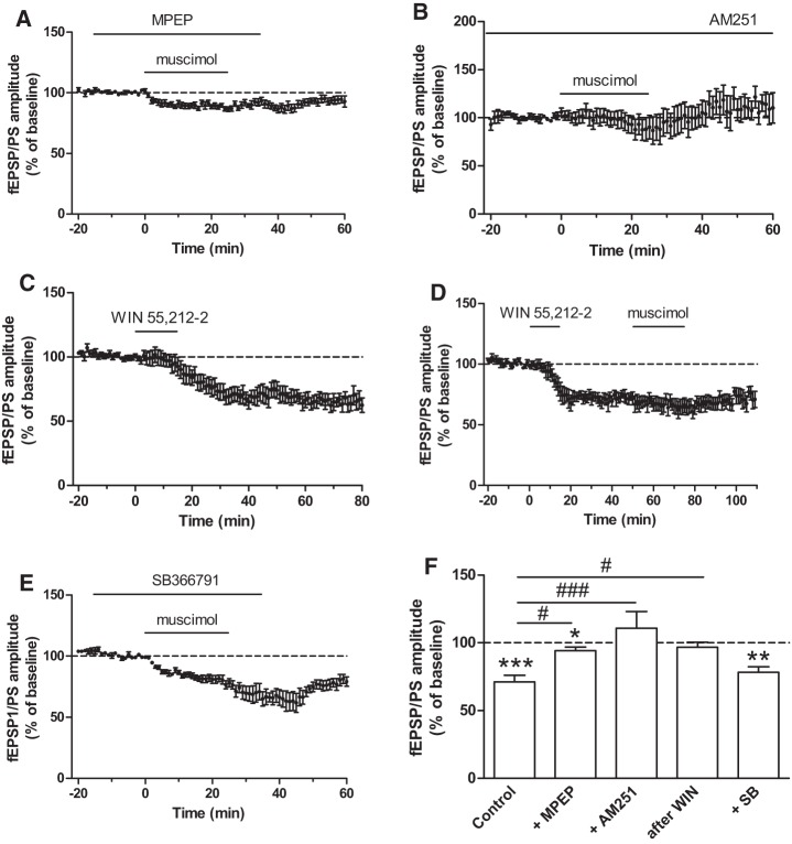 Muscimol-induced LTD in the NAc of adolescent mice is mediated by metabotropic glutamate receptors and endocannabinoids. (A,B) Time course of the effect of muscimol in the NAc of adolescent mice on the amplitude of the fEPSP/PS in the presence of the mGluR5 receptor antagonist MPEP (20 µM, n = 9 slices, graph A) and in the presence of the cannabinoid receptor antagonist AM251 (2 µM, n = 6 slices, graph B). (C) The cannabinoid receptor agonist WIN 55,212-2 (1 µM, for 15 min) induces an LTD in the NAc of adolescent mice (n = 10 slices). (D) LTD induced by WIN 55,212-2 occludes LTD induced by muscimol (n = 7 slices). (E) Time course of the effect of muscimol in the NAc of adolescent mice on the amplitude of the fEPSP/PS in the presence of the TRPV1 receptor antagonist SB366791 (20 µM, n = 8 slices). (F) Averaged effect of muscimol on the fEPSP/PS amplitude in the NAc of adolescent mice in control slices, in the presence of MPEP, AM251, or SB366791 and following LTD induced by WIN 55,212-2 (after WIN). (*) P < 0.05, (**) P < 0.01, (***) P < 0.001 compared with baseline (paired Student's t-test); (#) P < 0.05; (###) P < 0.001 (Dunnett).