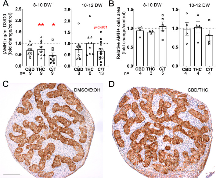 Effect of CBD and/or THC on Sertoli cells functions. (A) Amount of AMH in the supernatants of fetal human testis explants of 8–10 or 10–12 DW cultured for 72 h in presence of solvent controls (DMSO and/or EtOH) or 10−5 M of CBD and/or THC. Results are expressed related to the amount of AMH produced during the first day of the culture (D0) and as fold from the respective control. Data are means + / − SEM. Control and treated conditions were compared two by two using Wilcoxon tests (*, p < 0.05; **, p < 0.01). (B) Quantification of the surface area occupied by AMH-positive cells (AMH +) after CBD and/or THC treatment at 10−5 M compared to respective control in 8–10 and 10–12 DW embryonic testis. Representative immunostaining of AMH, a specific marker of Sertoli cell, in explants of an 8–10 DW human fetal testis treated with (C) DMSO/EtOH (control) or (D) CBD/THC 10−5 M. AMH appears dark brown (DAB staining) in intracordonal tissue, and sections were counterstained with hematoxylin (in blue). Scale bar = 100 µm