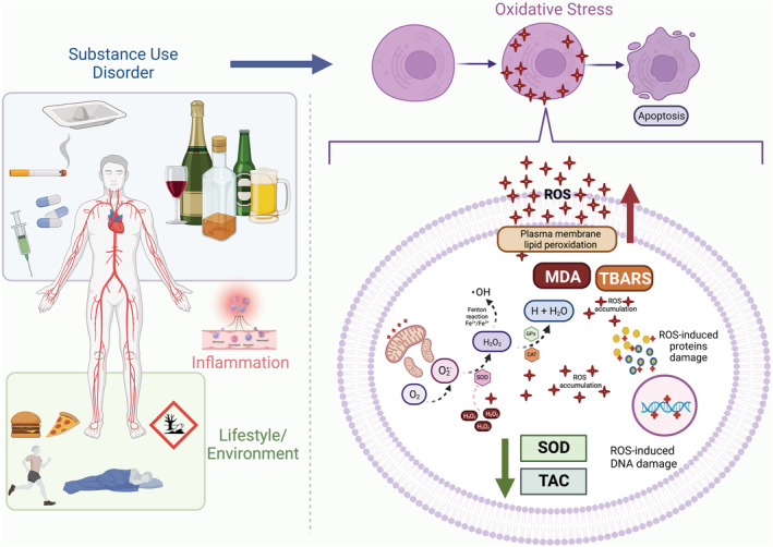 Oxidative stress and substance use disorders. The lifestyle and adverse environmental exposure related to substance use disorders (SUD) are characterized by chronic stress, use of multiple drugs, increased exposure to infections, financial problems, sleep disturbances, insufficient exercise and poor nutrition. All those factors are associated with the activation of the immune system and oxidative stress. NADPH oxidases, xanthine oxidase and the mitochondrial electron‐transport chain can act as active sources of reactive oxygen species (ROS), mainly producing the radical superoxide. SUD can increase reactive oxygen species (ROS) production and negatively affect enzymatic and non‐enzymatic antioxidant capacity. As an effect of this imbalance, biomolecules such as lipids, proteins and DNA can be modified by ROS, having their function disrupted and even ending up in cell death. Participants with SUD, particularly alcohol use disorder, presented elevated levels of lipid damage biomarkers (malondialdehyde [MDA], thiobarbituric acid reactive substances [TBARSs] and lipid peroxidation), reduced superoxide dismutase (SOD) activity and a reduction of total antioxidant capacity (TAC). These results can help to explain the cellular mechanisms and metabolic changes associated with SUD, particularly outcomes related with accelerated ageing. CAT, catalase; Fe, iron; GPx, glutathione peroxidase; H, hydrogen; H2O, water; H2O2, hydrogen peroxide; NADPH, reduced nicotinamide adenine dinucleotide phosphate; O2, oxygen; O2•−, radical superoxide; •OH, radical hydroxyl; ROS, reactive oxygen species. Created with BioRender.com
