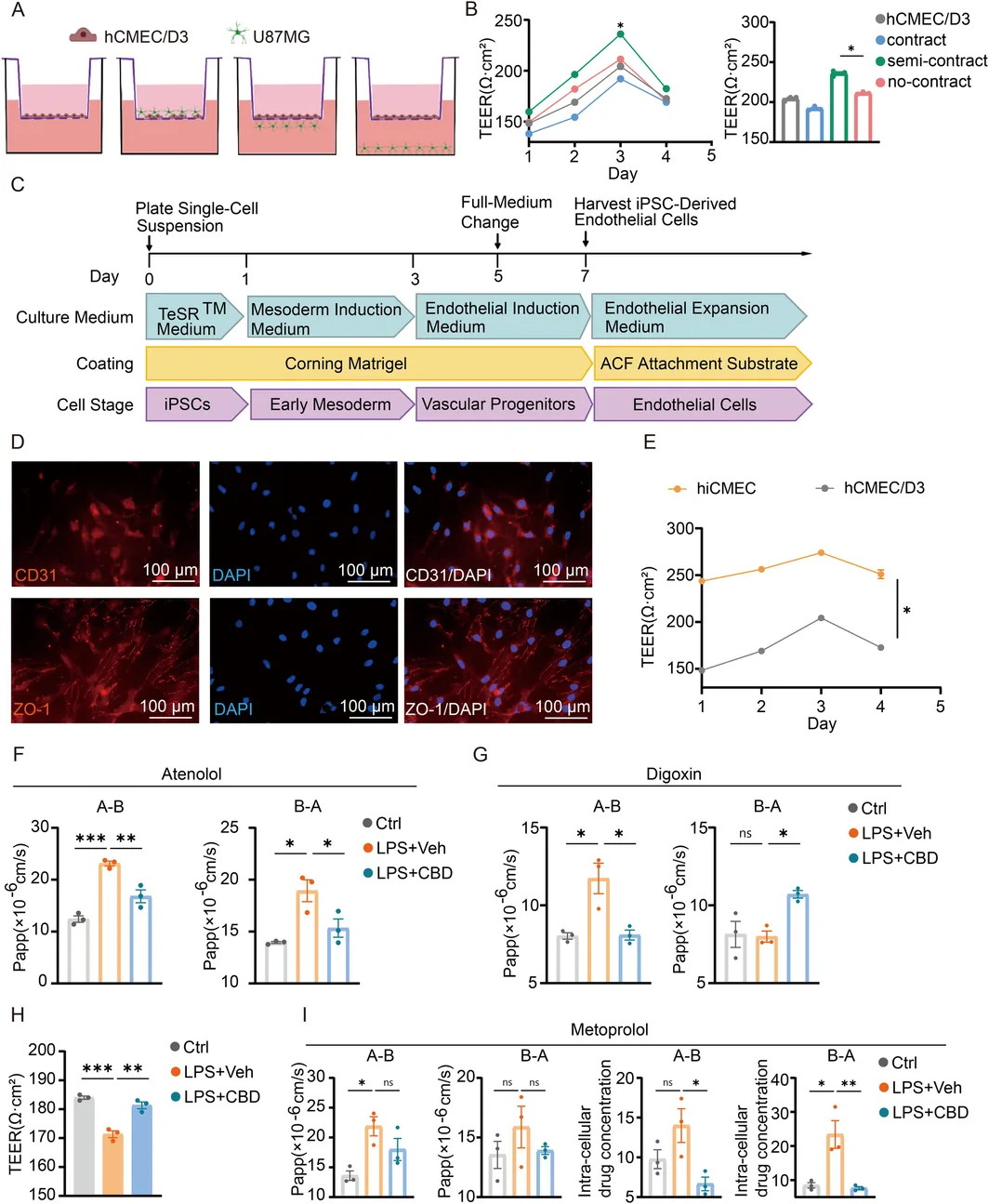 CBD improves integrity of co‐cultured blood–brain barriers in LPS‐induced damage. (A) Schematic diagram of four kinds of BBB model in vitro consisting of hCMEC/D3 cells, direct contact co‐culture, indirect contact co‐culture and non‐contact co‐culture. (B) TEER of four kinds of BBB model in vitro at different time points. (C) Schematic diagram of hiCMECs differentiated from iPSCs. (D) Immunofluorescence staining of endothelial marker CD31 in hiCMECs. (E) TEER values of hiCMEC–U87MG and hCMEC/D3–U87MG co‐culture models. Detection of drug membrane permeability in (F) Atenolol, (G) Digoxin and (I) Metoprolol in the apical‐to‐basolateral and basolateral‐to‐apical directions. (H) The value of TEER in three groups of indirect contact hiCMEC–U87MG co‐culture model. Data are presented as mean ± SEM (n = 3). One‐way ANOVA with Tukey's post hoc test was used for statistical analysis; ns, not significant; *p < 0.05, **p < 0.01, ***p < 0.001.