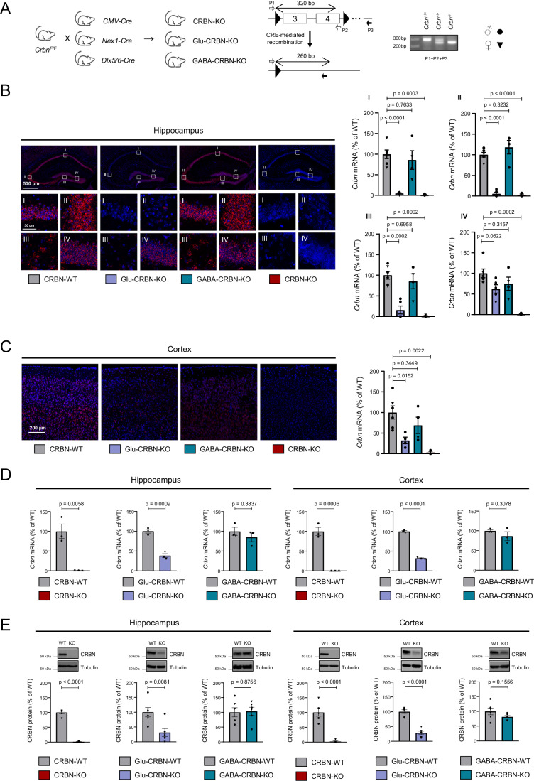 Characterization of the conditional CRBN knockout mouse lines.(A) Scheme of the breeding strategy. The resulting genomic architecture, sequencing primers and a representative genotyping agarose gel are shown. (B) Representative images and fluorescent signal quantification of RNAscope in situ hybridization labelling of Crbn mRNA in the hippocampus of CRBN-WT (n = 6), Glu-CRBN-KO (n = 5), GABA-CRBN-KO (n = 4) and CRBN-KO (n = 3) mice (mean ± SEM). High magnification images of CA1 (I), CA3 (II), hilus (III) and granule cell layer of the dentate gyrus (IV) are shown. Circles, male mice; triangles, female mice. p values were obtained by one-way ANOVA with Dunnett’s post hoc test. (C) Representative images and fluorescent signal quantification of RNAscope in situ hybridization labelling of Crbn mRNA in the cortex of CRBN-WT (n = 6), Glu-CRBN-KO (n = 4), GABA-CRBN-KO (n = 4) and CRBN-KO (n = 3) mice (mean ± SEM). Circles, male mice; triangles, female mice. p values were obtained by one-way ANOVA with Dunnett’s post hoc test. (D) Crbn mRNA levels (% of WT mice) as assessed by q-PCR in the hippocampus and cortex of CRBN-WT, CRBN-KO, Glu-CRBN-WT, Glu-CRBN-KO, GABA-CRBN-WT and GABA-CRBN-KO mice (n = 3 animals per group; mean ± SEM). Circles, male mice; triangles, female mice. p values were obtained by unpaired two-tailed Student’s t test. (E) CRBN protein levels (% of WT mice) as assessed by western blotting in the hippocampus and cortex of CRBN-WT, CRBN-KO, Glu-CRBN-WT, Glu-CRBN-KO, GABA-CRBN-WT and GABA-CRBN-KO mice (n = 6 animals per group; mean ± SEM). Circles, male mice; triangles, female mice. p values were obtained by unpaired two-tailed Student’s t test. Source data are available online for this figure.