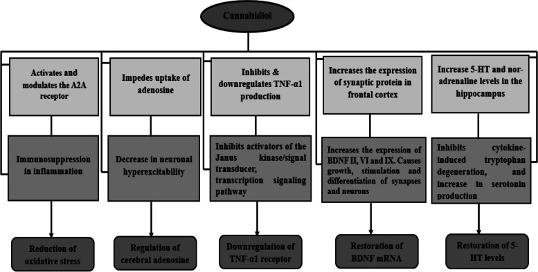 Cannabidiol’s remedial mechanism of action in neurological disorders