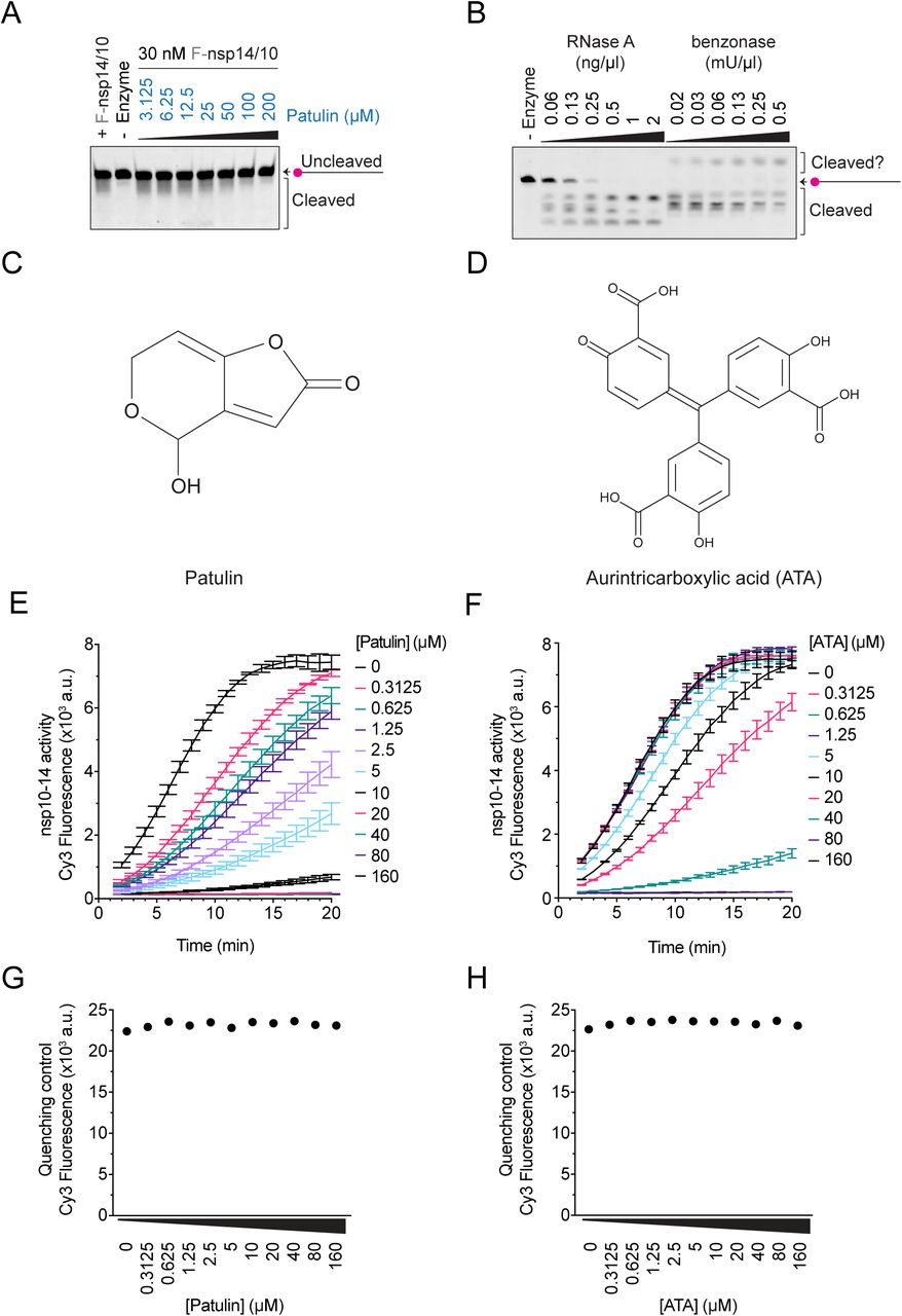 Patulin and aurintricarboxylic acid inhibit nsp14/10 nuclease in vitro.A. 30 nM of co-expressed nsp14/10 complex was pre-incubated with 3 - 200 µM of patulin, and nuclease reactions were performed in the presence of 50 nM Cy5-dsRNA substrate at RT for 5 min and visualised in TBE-urea polyacrylamide gels. B. Nuclease reactions containing titration of RNase A or benzonase and 50 nM Cy5-dsRNA substrate were performed at RT for 5 minutes and visualised by TBE-urea polyacrylamide gels. C, D. Representation of the chemical structures of patulin (C) and ATA (D). E, F. Kinetic nuclease reactions (20 min) were performed in triplicates in the presence of 0.5 nM nsp10-14 fusion, 50 nM Cy3-dsRNA substrate and 0 to 160 µM patulin (C) or ATA (D). Patulin and ATA were pre-incubated with nsp10-14 for 10 minutes prior to the addition of the substrate. These reactions were used to calculate the IC50 of the inhibitors (see Experimental Procedures). Error bars represent standard deviation from the mean. G, H. Drug quenching test performed by assessing fluorescence of a Cy3-labelled oligonucleotide (50 nM) pre-incubated 10 minutes in the presence of a titration (0 – 160 µM) of patulin and ATA respectively.