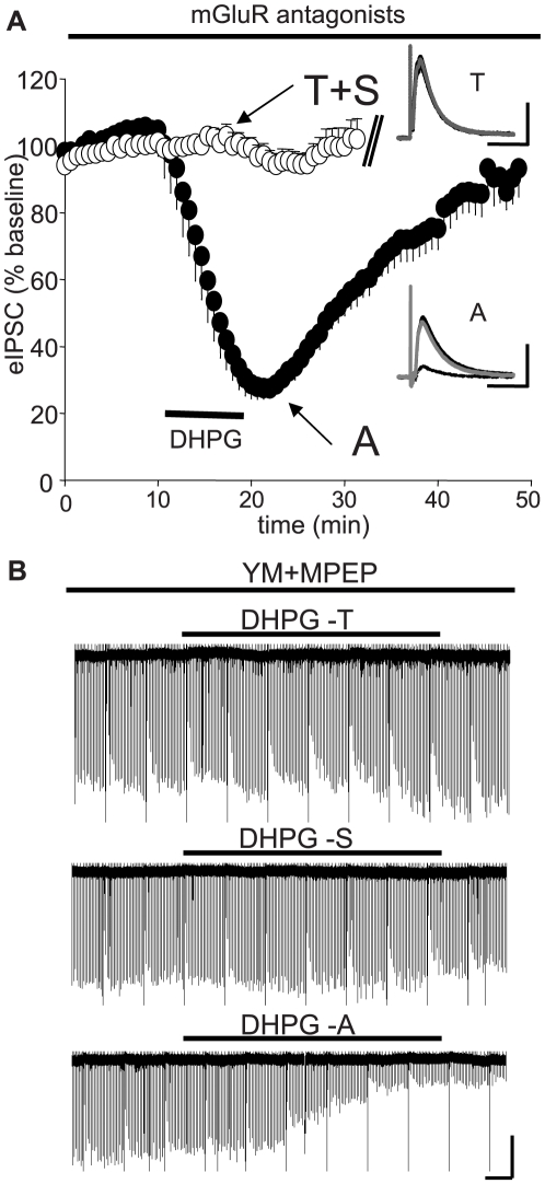 Inhibition of DHPG-induced iLTD by group I mGluR antagonists.The selective mGluR1 antagonist, YM298198 (4 µM) and the mGluR5 antagonist, MPEP (10 µM), were present throughout all experiments. (A) For display and statistical comparison among groups, the data from T-DHPG and S-DHPG were pooled (white circles). As no significant depression was observed with these compounds, recordings were stopped after 10 min of washout. Peak eIPSC depressions as percent of baseline for each drug individually (data not shown): T-DHPG: 95.4±6.3%, n = 5, n.s.; S-DHPG: 93.9±1.8%, n = 3, n.s.; Asc-08007-1-1: 30.7±5.2%, n = 7, p<0.001. Late eIPSC depressions (after 10 min washout): T-DHPG: 100.3±9.8%, n = 4, n.s.; S-DHPG: 101.8±5.6%, n = 3, n.s.; Asc-08007-1-1: 40.6±4.1%, n = 7, p<0.001. After 25-min of washout, there was no significant depression caused by Asc-08007-1-1 DHPG (black circles): 85.5±4.8%, n = 7, n.s. Insets: Representative traces: black trace = baseline, dashed trace = DHPG, gray trace = 25 min washout. Each trace is the average of ten consecutive responses; KGluc-based electrode solution was used (Materials and Methods). Cal. bars: y:100 pA, x: 50 ms. (B) Continuous recorder trace showing the effects of T-DHPG, S-DHPG, and Asc-08007-1-1 DHPG sequentially applied, after washout of the previous appolication, to the same cell. A KCl-based electrode solution was used, so the eIPSCs are downward deflections that appear as straight lines at this time resolution. One-s voltage steps were given every 90 s to elicit Ca2+ influx through voltage-gated Ca2+ channels (VGCCs) and DSI [13], which appears as the transient reductions of eIPSCs. For display purposes, a small portion of the trace is omitted after each drug's washout. Note the strong remaining effect of Asc-08007-1-1, compared to the lack of effect of T-DHPG and S-DHPG. Cal. bars: y: 200 pA, x: 1 min.