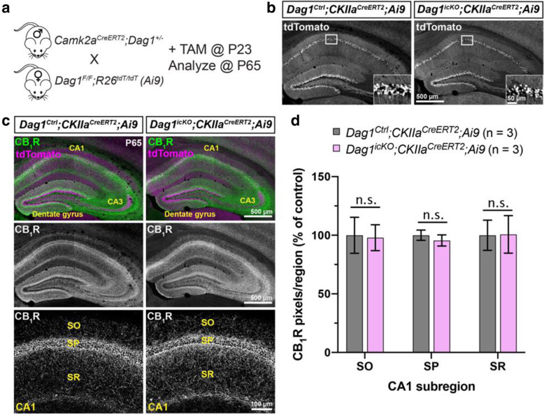 Post-developmental maintenance of CCK+ interneurons does not require Dystroglycan. (a) Breeding scheme and experimental approach for generating tamoxifen-inducible Dystroglycan conditional knockout mice. Dag1Ctrl;Camk2aCreERT2;Ai9 and Dag1icKO;Camk2aCreERT2;Ai9 mice were treated with tamoxifen (5 mg/ml) at P23 and brains were collected for immunohistochemistry 6 weeks later at P65. (b) Single channel images of tdTomato staining in the hippocampus show the recombination pattern in PyNs. Insets show enlarged view of tdT+ pyramidal neurons in the CA1. (c) Immunostaining for CB1R+ terminals (green) and tdTomato signal (magenta) in the hippocampus of P65 Dag1Ctrl;Camk2aCreERT2;Ai9 (left panels) and Dag1icKO;Camk2aCreERT2;Ai9 mice (right panels) shows that the deletion of Dystroglycan in adult PyNs does not affect CB1R+ terminal maintenance. (d) Quantification of CB1R pixels in hippocampal CA1 of Dag1Ctrl;Camk2aCreERT2;Ai9 (gray) and Dag1icKO;Camk2aCreERT2;Ai9 (pink) mice (n.s. = not significant, unpaired two-tailed Student’s t-test; n = 3 mice/genotype). Data are presented as mean values ± s.e.m. Data are normalized to Dag1Control signal in each layer. SO, stratum oriens; SP, stratum pyramidale; SR, stratum radiatum