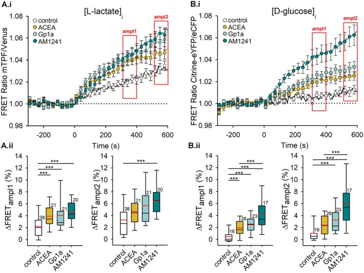 Time‐dependent increase in intracellular L‐lactate ([L‐lactate]i) and D‐glucose ([D‐glucose]i) on cannabinoid receptor activation. Astrocytes were transfected with either the Laconic nanosensor (A, left panel) to monitor [L‐lactate]i or the FLII12Pglu‐700μδ6 nanosensor (B, right panel) to measure [D‐glucose]i. Cells were stimulated with a control extracellular solution, 1 μM ACEA (CB1R agonist), and 1 μM CB2‐biased ligands Gp1a or AM1241. (Ai) Changes in [L‐lactate]i were quantified at two time points: 400 s (ampl1) and 600 s (ampl2) (marked by red rectangles). (Aii) Stimulation with cannabinoid receptor agonists significantly increased [L‐lactate]i at ampl1 (***p ≤ 0.001; left box plot). At ampl2, the increase remained significant only after AM1241 stimulation (***p ≤ 0.001; right box plot). (Bi) Change in [D‐glucose]i was measured at the same time points: 400 s (ampl1) and 600 s (ampl2) (red rectangles). (Bii) Stimulation with all ligands resulted in a significant increase in [D‐glucose]i at ampl1 (***p ≤ 0.001; left box plot). At ampl2, only Gp1a and AM1241 ligands maintained a significant effect on [D‐glucose]i levels (***p ≤ 0.001; right box plot). The number of independent experiments (coverslips) is indicated on the boxes. Data were analyzed using Kruskal–Wallis ANOVA, followed by Dunn's post hoc test.