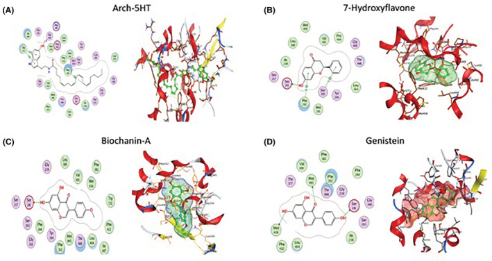Best binding poses of isoflavonoid compounds with FAAH. Two‐ (left) and three‐dimensional (right) predicted structures of (A) arch‐5HT, (B) 7‐hydroxyflavone, (C) biochanin‐A, and (D) genistein within the active site of the FAAH enzyme. Specific hydrogen bonds between ligand and receptor are shown in green (left), while all residues involved in the enzyme/ligand interaction are shown in red/yellow (right).