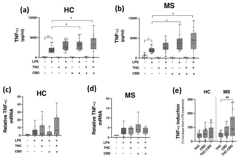 CBD and THC:CBD exacerbate TLR4-induced TNF-α expression in PBMCs from HC subjects and pwMS. Treatment of PBMCs from (a) HCs, and (b) pwMS with LPS (100 ng/mL; 24 h) increased TNF-α protein expression. Pre-treatment with CBD (10 μM) alone, and in combination (1:1) with THC (10 μM) (45 min pre-treatment), significantly exacerbated LPS-induced TNF-α expression in PBMCs from (a) HCs (Kruskal–Wallis statistic = 106.9), and (b) pwMS (Kruskal–Wallis statistic = 101.7). Effect of LPS, THC (10 μM) and CBD (10 μM) treatment on TNF-α mRNA expression in PBMCs from (c) HCs (Kruskal–Wallis statistic = 14.6), and (d) pwMS (Kruskal–Wallis statistic = 17.9). (e) Summary of the stimulatory effect of THC (10 μM), CBD (10 μM), and THC:CBD (10 μM:10 μM) on TLR4-induced TNF-α protein expression in PBMCs from HCs and pwMS (expressed as % increase from LPS treatment). Treatment of PBMCs from pwMS with THC:CBD (10 μM:10 μM) in the presence of LPS, significantly increased TNF-α protein expression when compared to PBMCs treated with LPS + THC (10 μM) (Kruskal–Wallis statistic = 14.0). Statistical significance was determined by Kruskal–Wallis tests, with Dunn’s multiple comparison post-hoc test to compare means of preselected pairs of groups. Data are presented as median cytokine expression, minimum and maximum values and IQR. Symbols indicate individual data points in PBMCs from 22 HCs and 19 pwMS for protein analysis, and 18 HCs and 10 pwMS for mRNA analysis. * p < 0.05, ** p < 0.01 vs. vehicle control group. + p < 0.05 compared to cells treated with LPS. ## p < 0.01 vs. PBMCs treated with LPS in the presence of THC:CBD in a 1:1 combination.