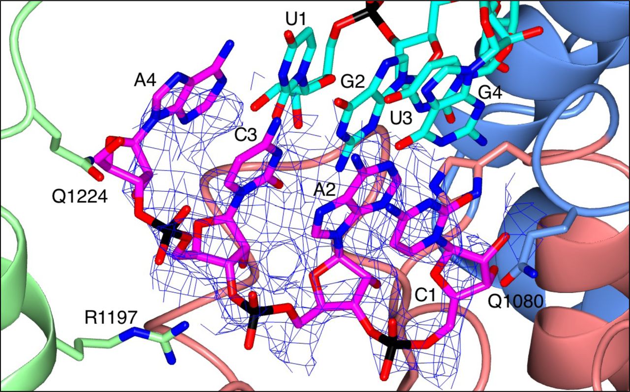 Zoomed-in view of the TRANSCRIPTION-PRIMING structure active site.A zoomed-in view of the active site in the TRANSCRIPTION-EARLY-ELONGATION structure is shown with the respective map overlaid. Residues from the SFTSV L protein are labelled and coloured according to the assigned domain (blue for fingers domain, light green for the thumb and thumb ring domains, and coral for the palm domain). RNAs are shown as sticks and coloured either yellow (5’ RNA) or magenta (primer RNA). The overlaid map is clipped to the primer RNA.
